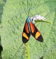 Cyanopepla submacula borealis