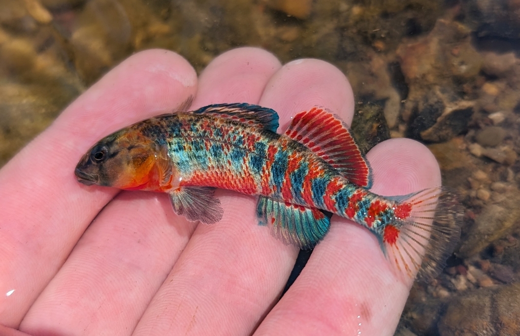 Orangethroat darter (Etheostoma spectabile) — Percidae