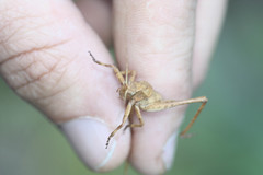 Neduba