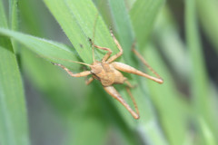 Neduba