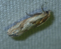 Eucosma cana
