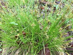 Carex bromoides