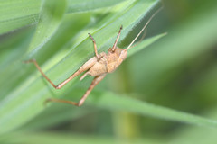 Neduba
