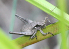 Neduba