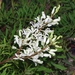 Lomatia silaifolia - Photo (c) eyeweed, algunos derechos reservados (CC BY-NC-ND)