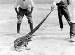 Komodo Dragon photo 5