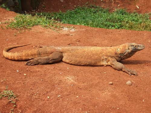 Komodo Dragon, photo 6 of 7