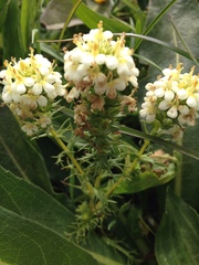 Triphysaria floribunda