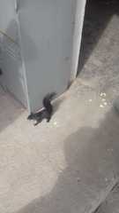 Sciurus aureogaster nigrescens