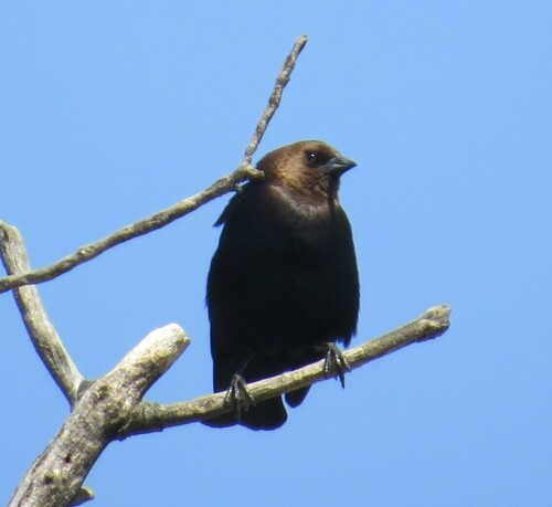Brown-headed Cowbird photographed in Minnesota