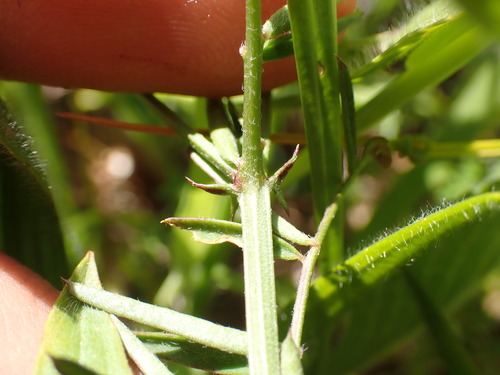 Image of Vicia peregrina by (c) Franck Cabot, some rights reserved (CC BY)