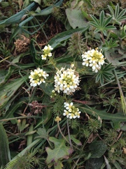 Triphysaria floribunda