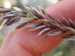 Melica amethystina, photograph (c) Franck Cabot, some rights reserved (CC BY)