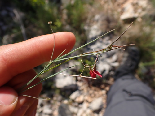 Image of Lathyrus setifolius by (c) Franck Cabot, some rights reserved (CC BY)