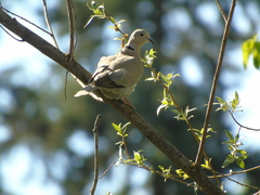 Streptopelia decaocto
