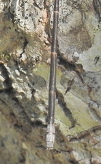 Chlorolestes tessellatus