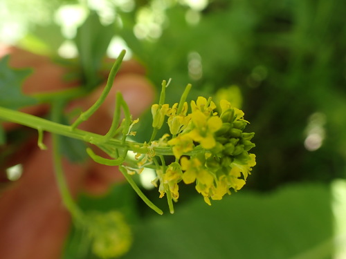 Image of Barbarea intermedia by (c) Franck Cabot, some rights reserved (CC BY)