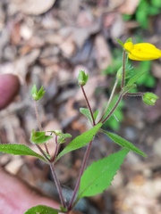 Calceolaria mexicana
