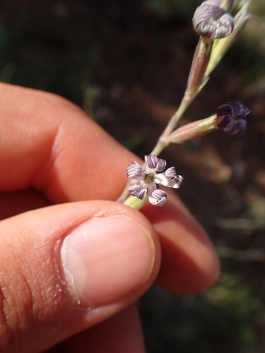 Image of Silene nocturna by (c) Franck Cabot, some rights reserved (CC BY)