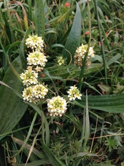 Triphysaria floribunda