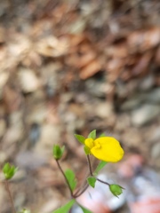 Calceolaria mexicana