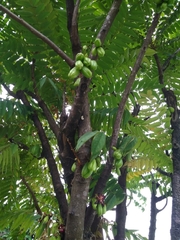 Averrhoa bilimbi