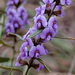 Hovea linearis - Photo (c) Elizabeth Donoghue, some rights reserved (CC BY-NC-ND)