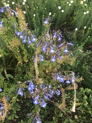 Lobelia valida