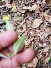 Calceolaria mexicana