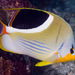 Saddle Butterflyfish - Photo (c) François Libert, some rights reserved (CC BY-NC-SA)