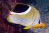 Saddle Butterflyfish - Photo (c) François Libert, some rights reserved (CC BY-NC-SA)