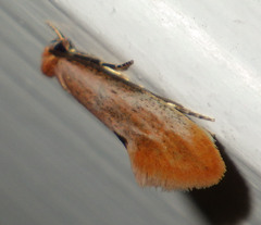 Tinea semifulvella