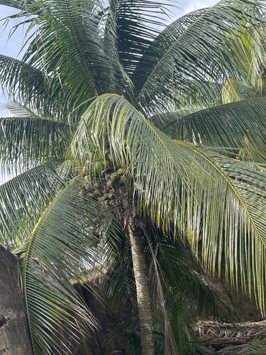 coconut palm