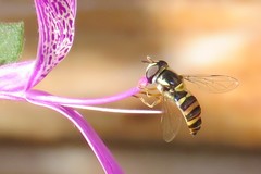 Ischiodon aegyptius