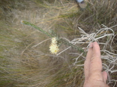 Phylica harveyi