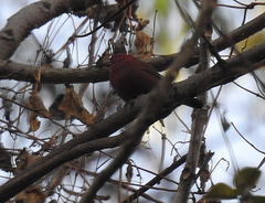 Lagonosticta senegala