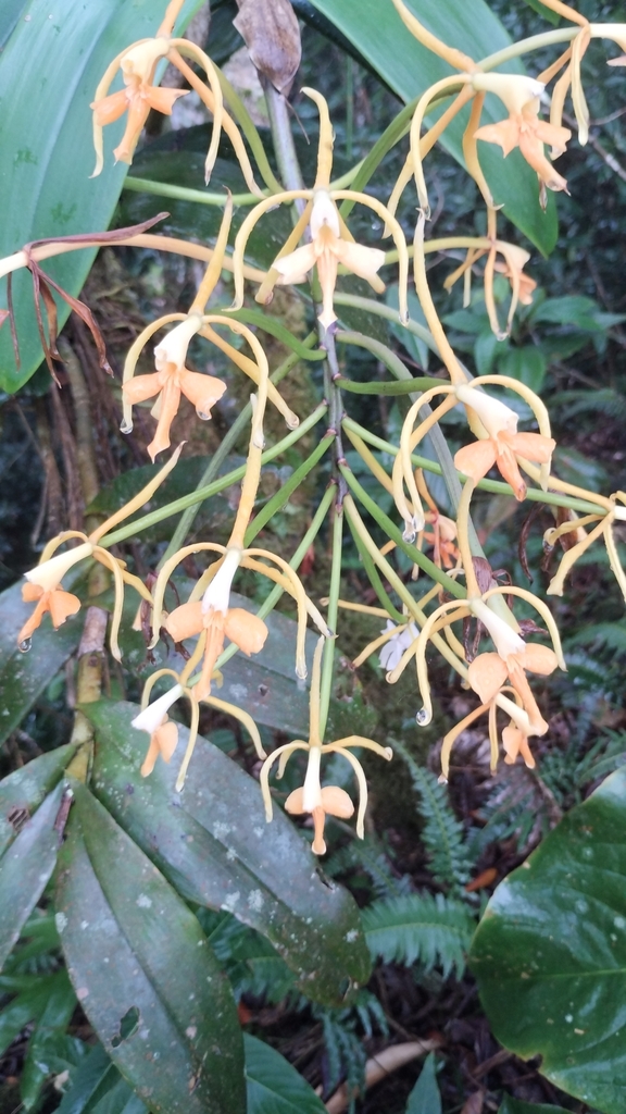 Epidendrum leucochilum Klotzsch