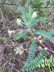 Astragalus tennesseensis
