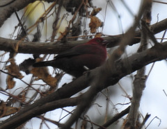 Lagonosticta senegala