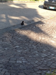 Turdus merula