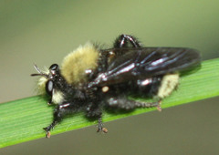 Laphria sackeni