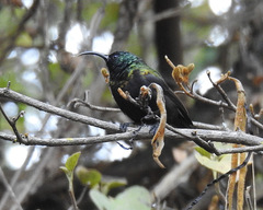 Nectarinia kilimensis