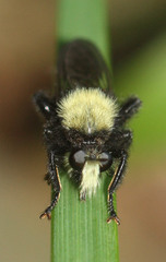 Laphria sackeni