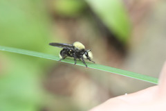 Laphria sackeni