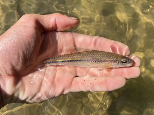 Rosyface chub (Hybopsis rubrifrons) — Cyprinidae — 3