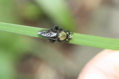 Laphria sackeni
