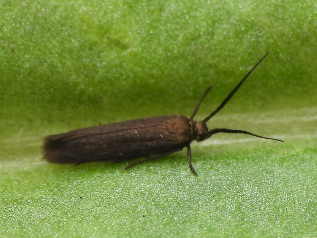 Scythris fuscicomella