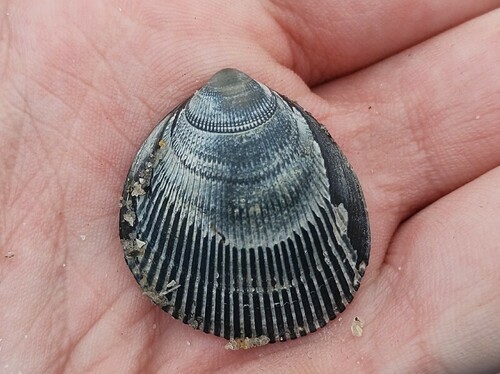 Norwegian Egg Cockle, Oosterend Terschelling, Nederland, photo 6 of 10