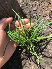 Allium schoenoprasum