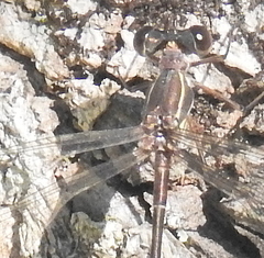 Chlorolestes tessellatus